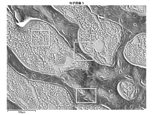 干燥樣本SEM能譜面掃描