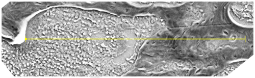 干燥樣本SEM能譜點掃描線掃描
